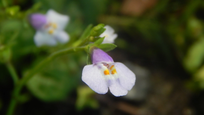 台灣野花 台灣野花