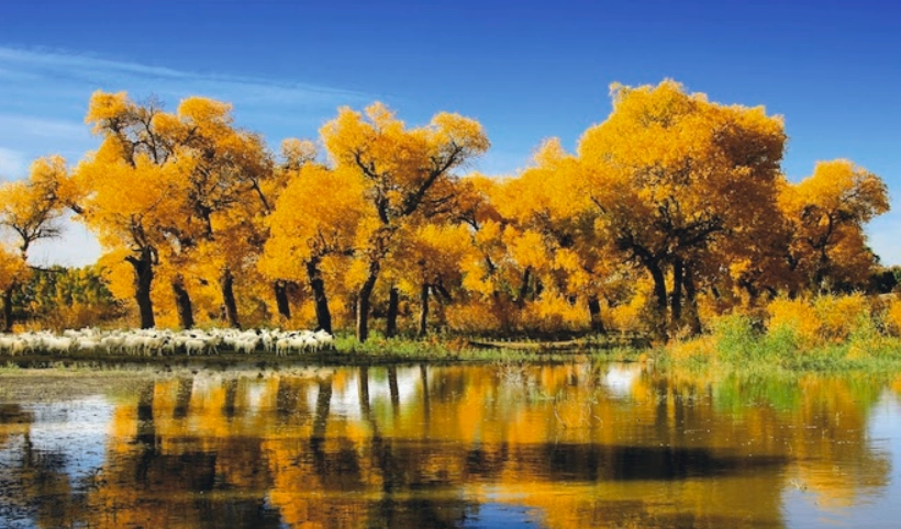 胡楊旅遊 胡楊旅遊