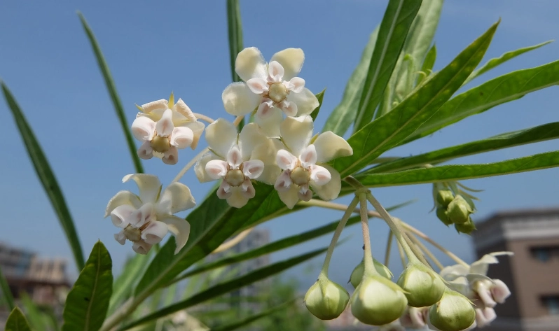 唐棉 種植 方法