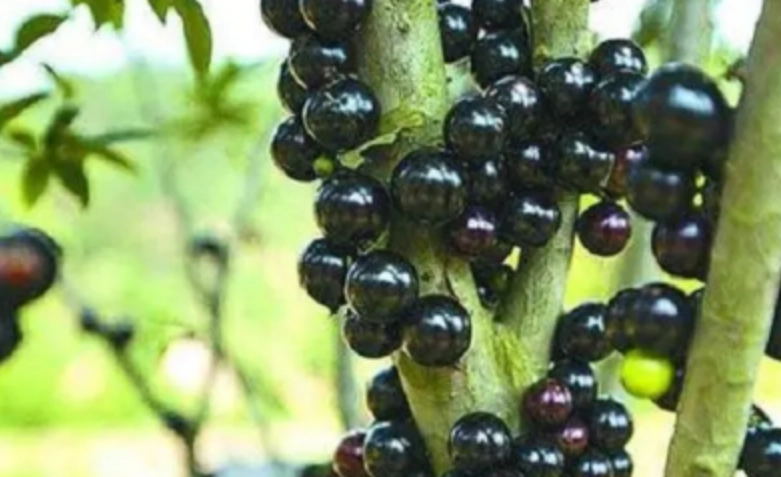 樹葡萄種植方法