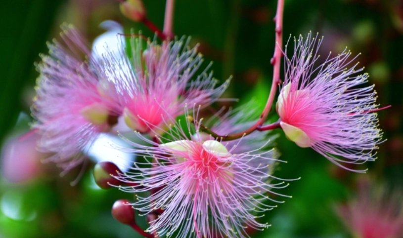 棋盤腳花哪裡看