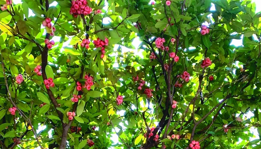 蓮霧樹種植 蓮霧樹種植