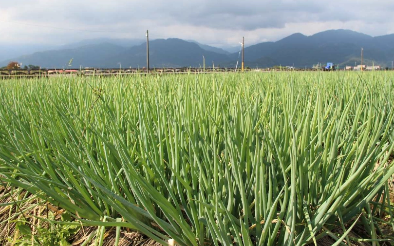 蔥種植方法