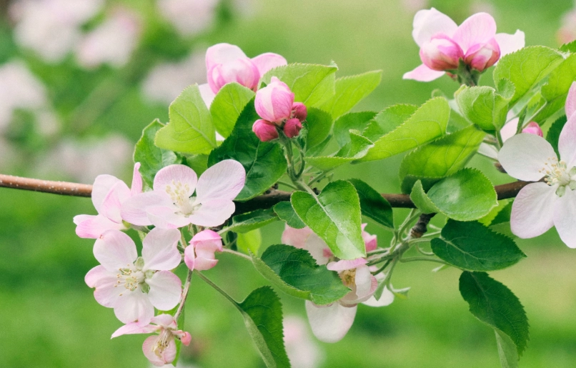 蘋果花景點