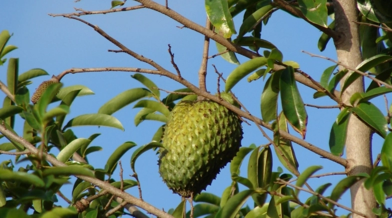 刺果番荔枝 哪裡買 刺果番荔枝 哪裡買