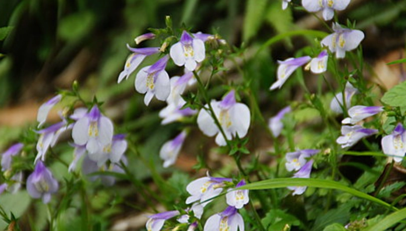 台灣野花 台灣野花