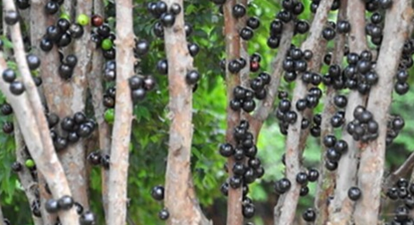 樹葡萄修剪技巧