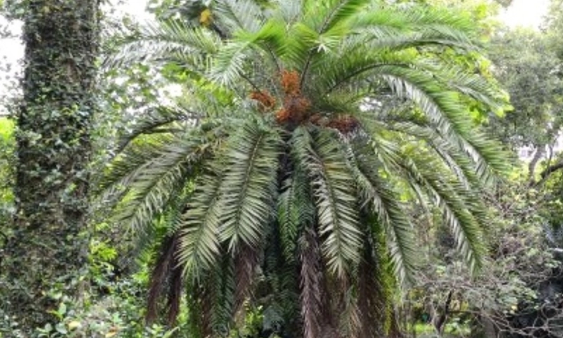 海棗 台灣 觀賞