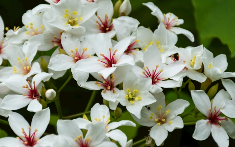 台灣梧桐花景點