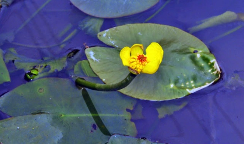 萍蓬草 水生植物