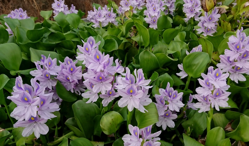 布袋蓮 台灣哪裡有