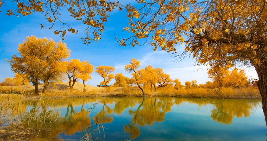 胡楊林景點 胡楊林景點