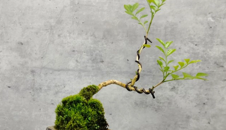 七里香盆栽哪裡買