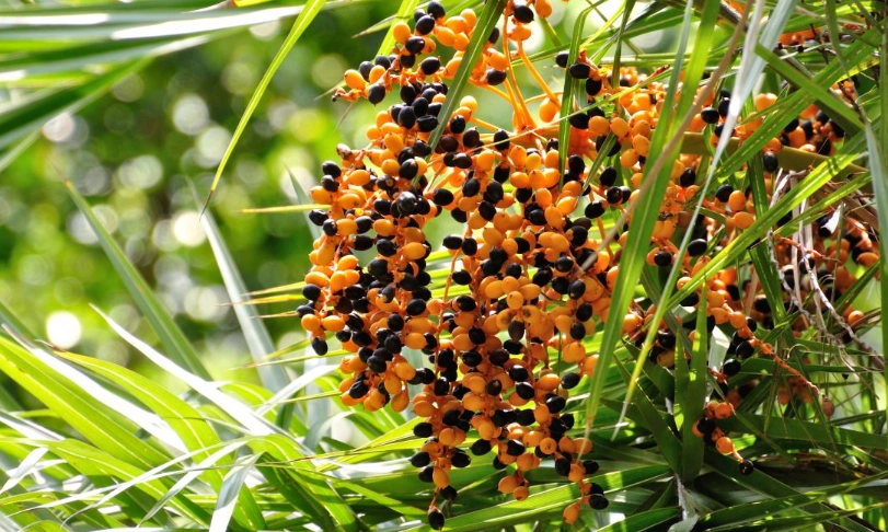 海棗 台灣 觀賞