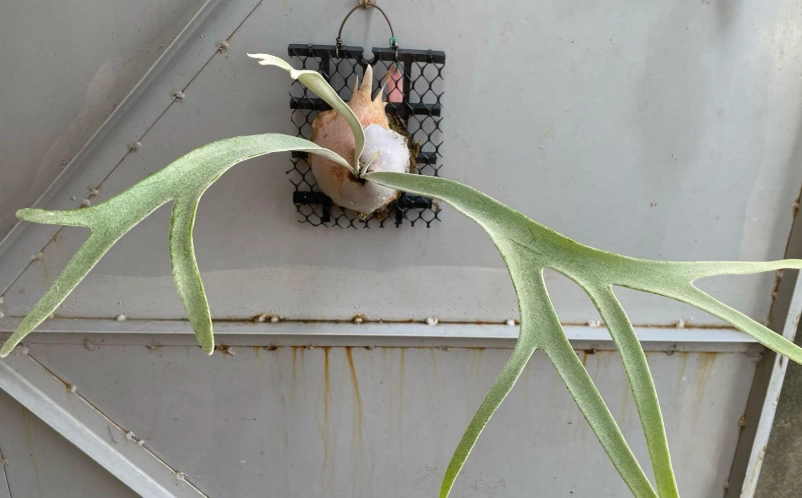 檸檬鹿角蕨 養護