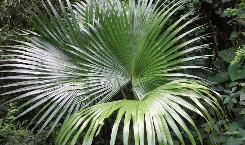 台灣自然景觀 台灣自然景觀