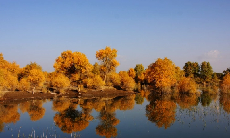 胡楊林景點 胡楊林景點