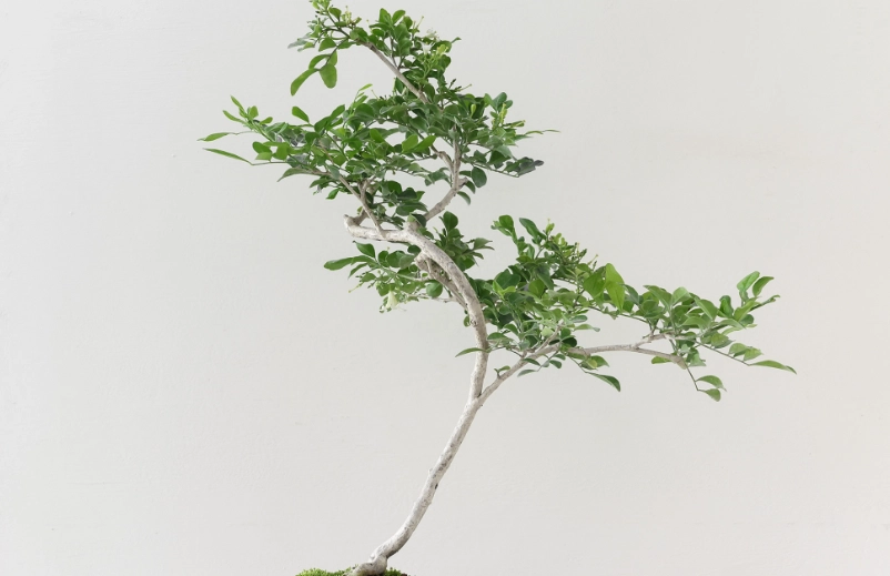 七里香盆栽價格