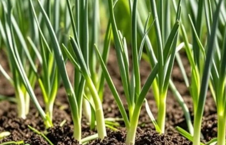 台灣蔥種植