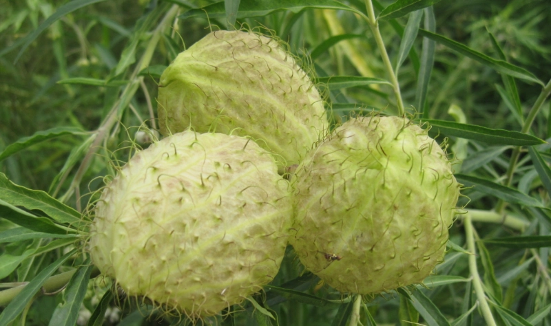 唐棉 台灣 園藝