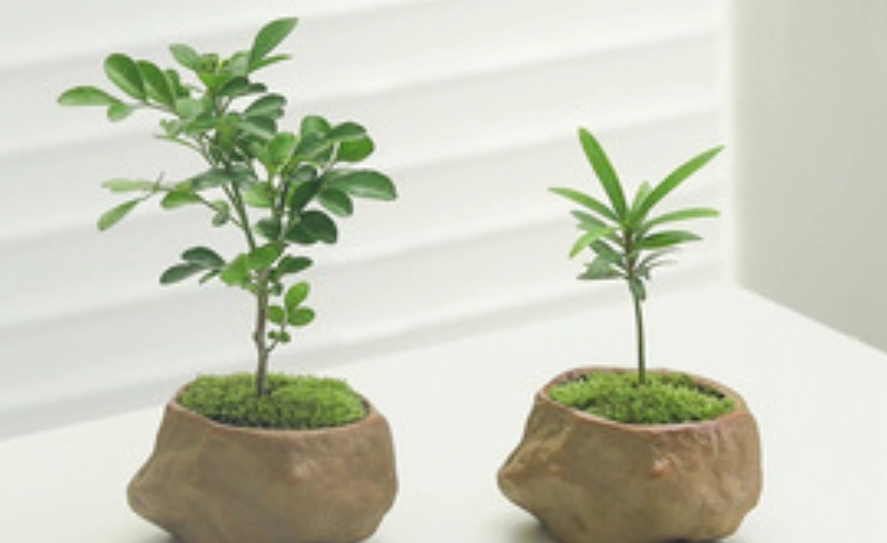 七里香盆栽價格