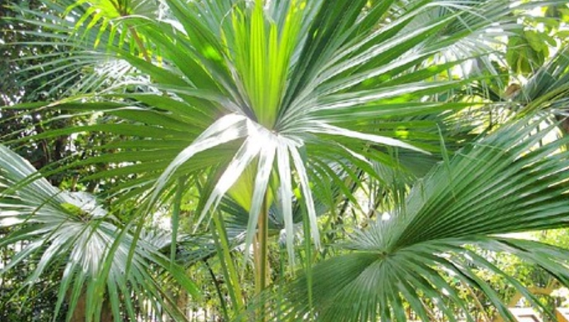 蒲葵景點 蒲葵景點