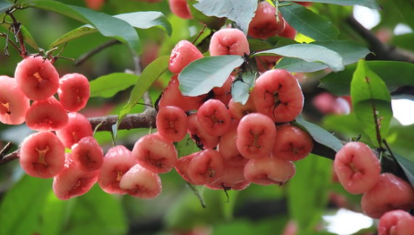 蓮霧樹觀賞 蓮霧樹觀賞