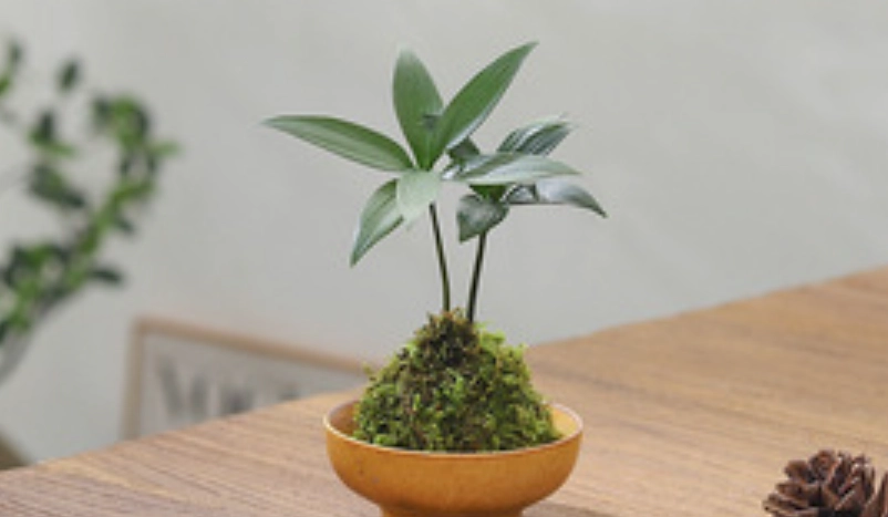 七里香盆栽哪裡買