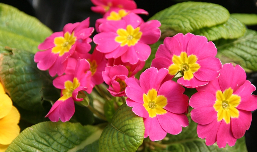 報春花 賞花地點