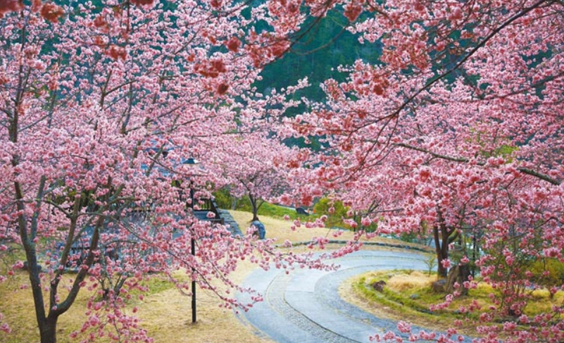 台灣賞櫻景點