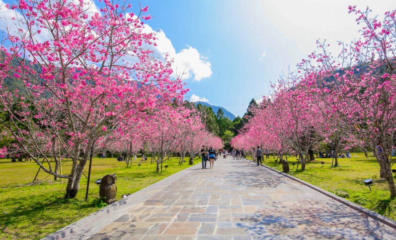 台灣賞櫻景點