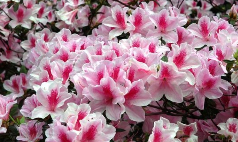 台灣杜鵑花景點 台灣杜鵑花景點