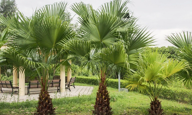 蒲葵景點 蒲葵景點