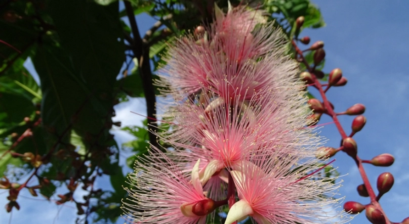 棋盤腳花哪裡看