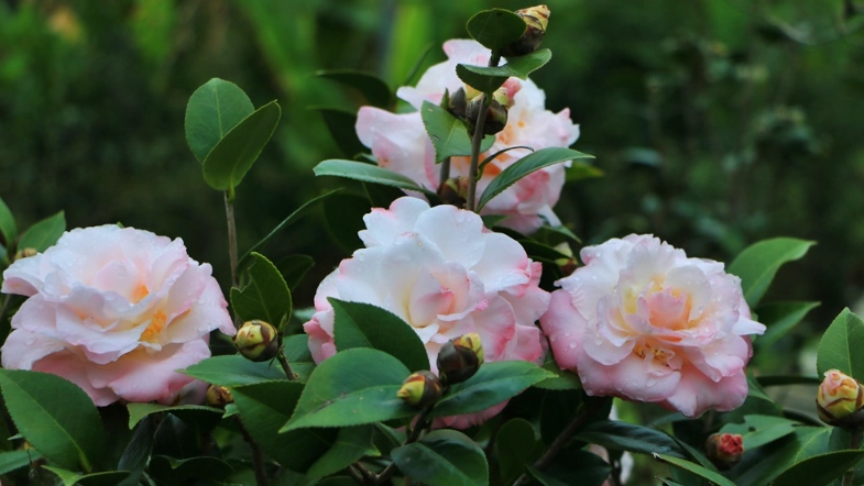 茶花開花時間 茶花開花時間