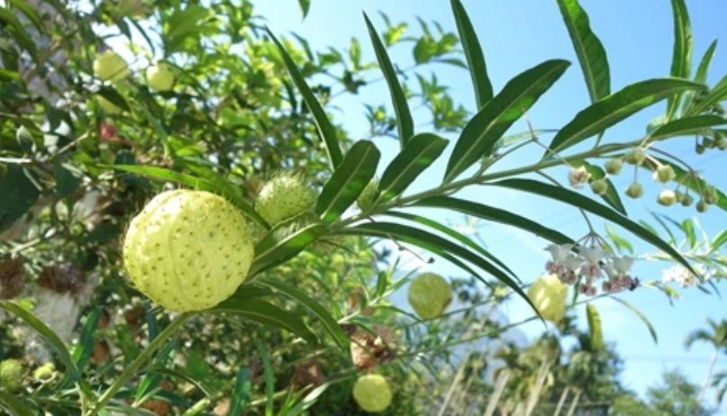 唐棉 台灣 園藝