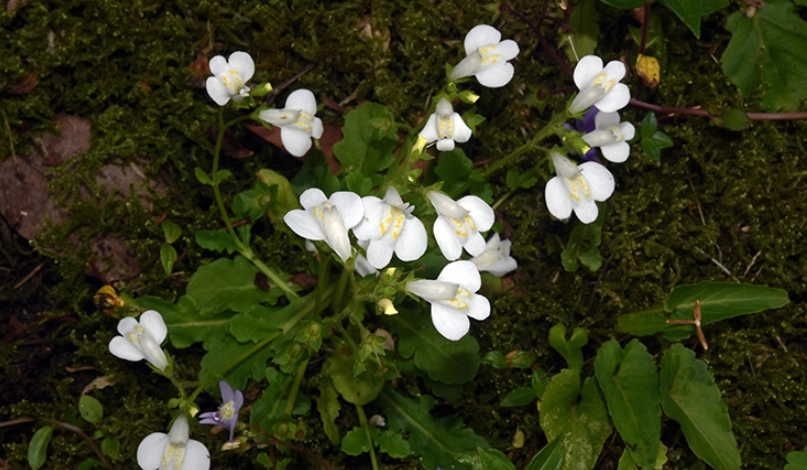 通泉草拍攝 通泉草拍攝