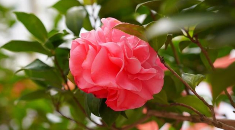 台灣茶花景點 台灣茶花景點