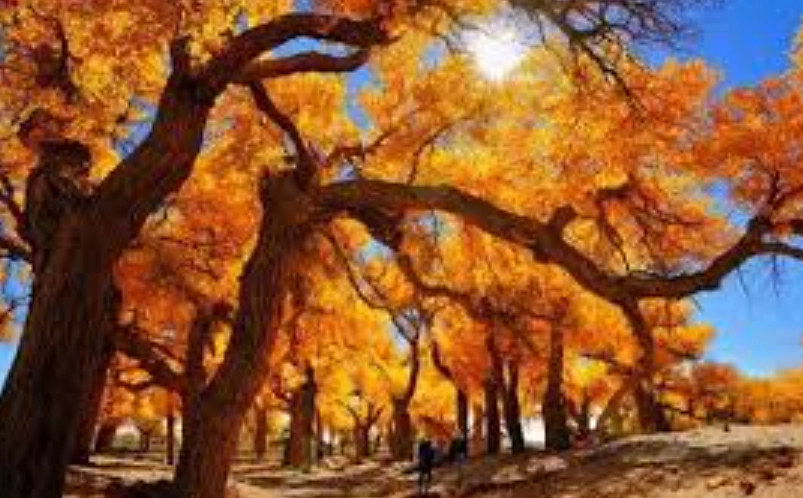 胡楊攝影 胡楊攝影