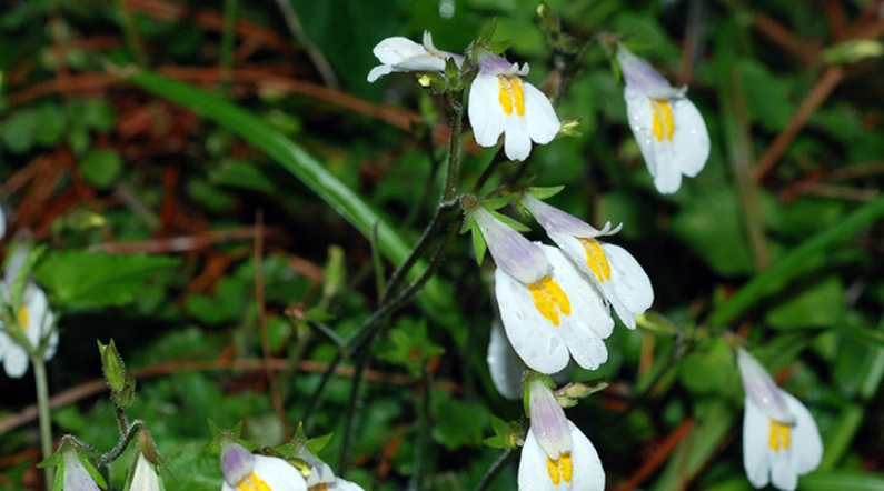 通泉草拍攝 通泉草拍攝