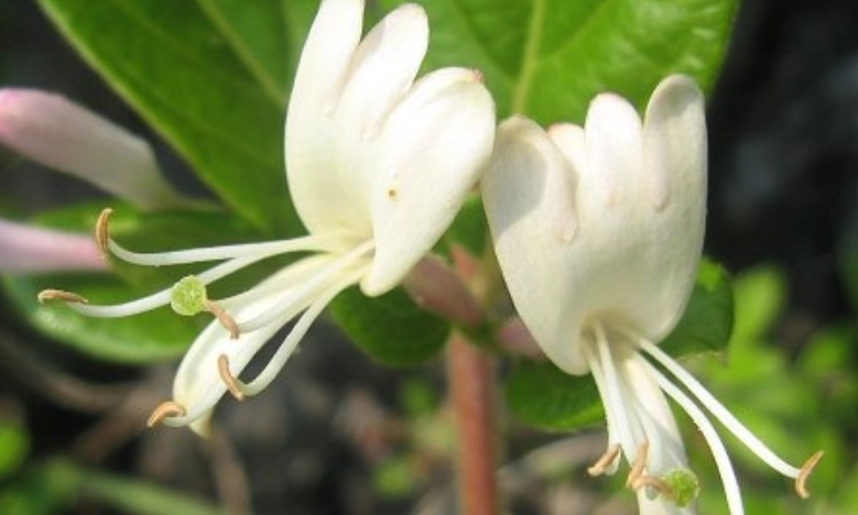 台灣忍冬花景點