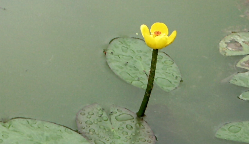 萍蓬草 水生植物