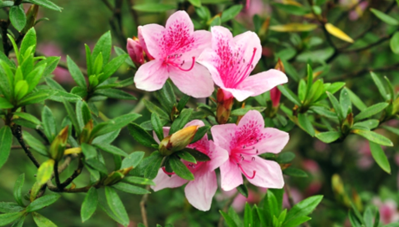 杜鵑花賞花 杜鵑花賞花