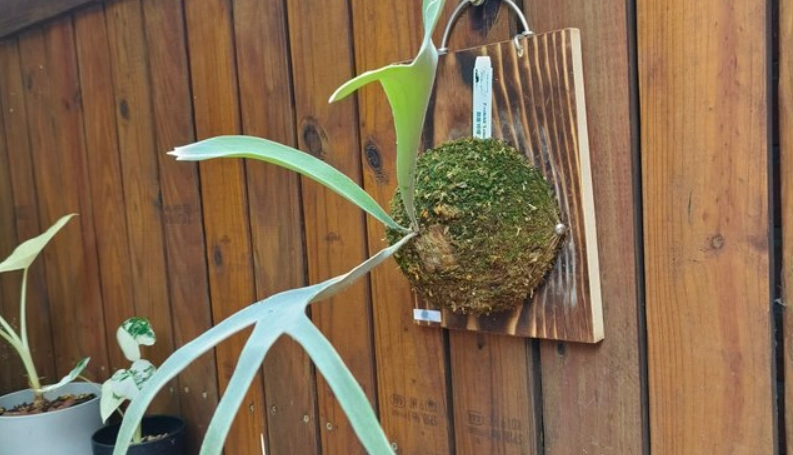 檸檬鹿角蕨 養護