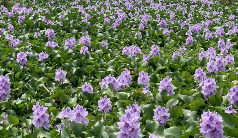 布袋蓮 清除方法