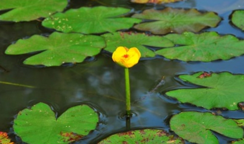 台灣萍蓬草 賞花地點