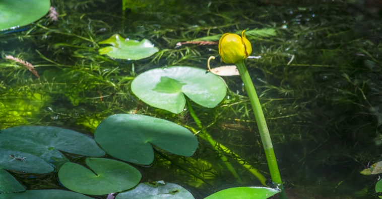 台灣萍蓬草 賞花地點