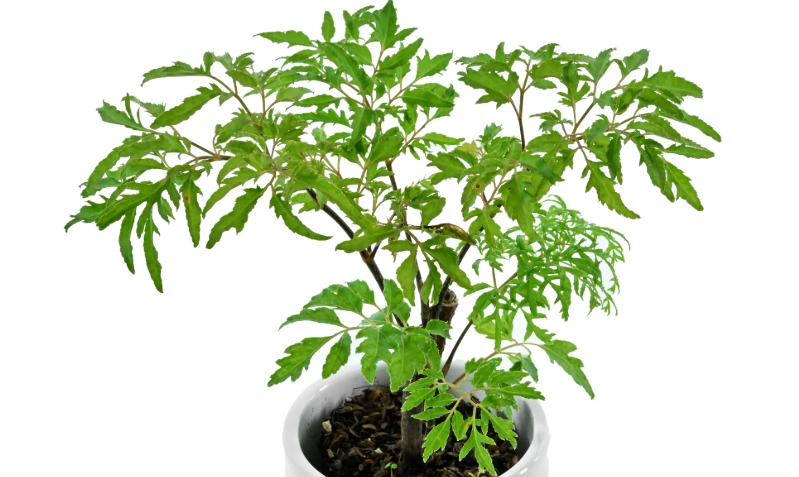 羽葉福祿桐 照顧