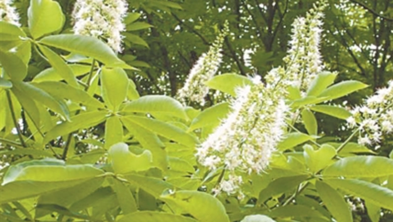 台灣七葉樹景點