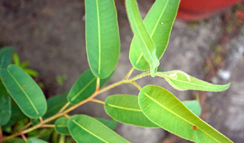 台灣檸檬桉景點 台灣檸檬桉景點